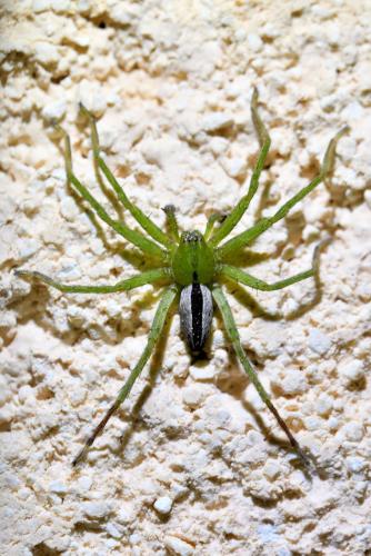 Micrommata ligurina